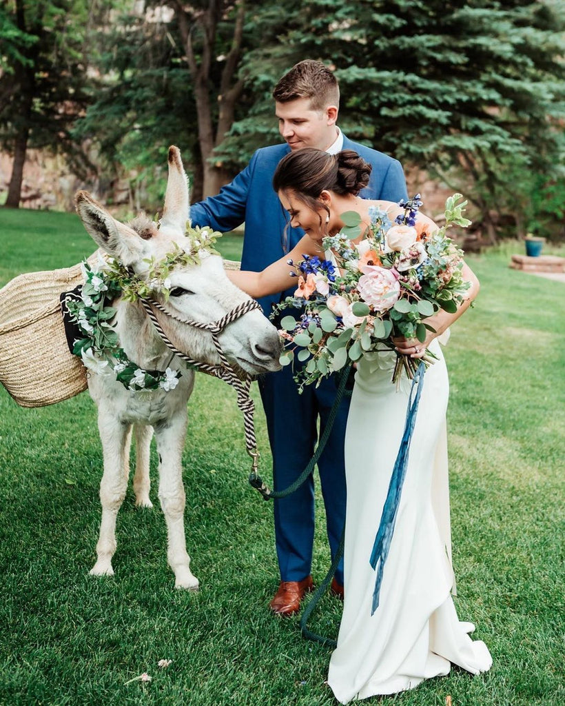 wedding donkey