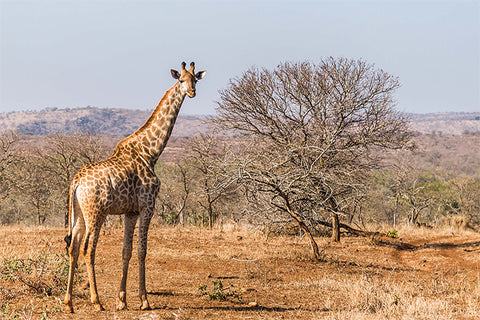 Savanna Giraffe in Sheldrick Wildlife