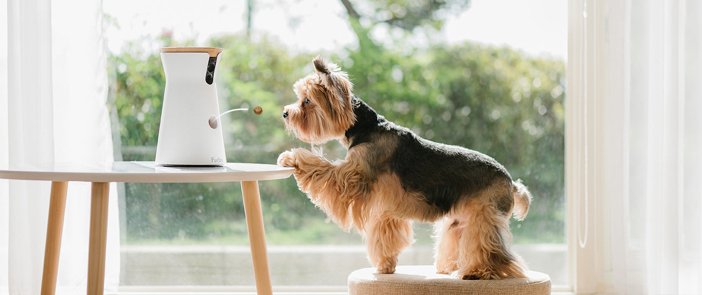 あなたと犬の人生をさらに近づける。Furboがオンライン販売で大