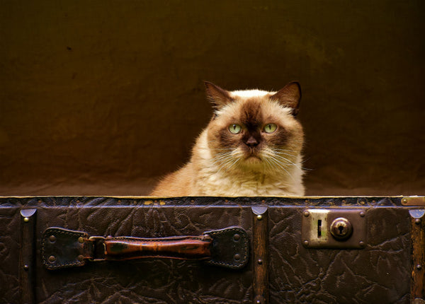 5 Tips to Travel on Your Cat
