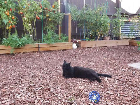Black Cat Hanging Out In a Garden