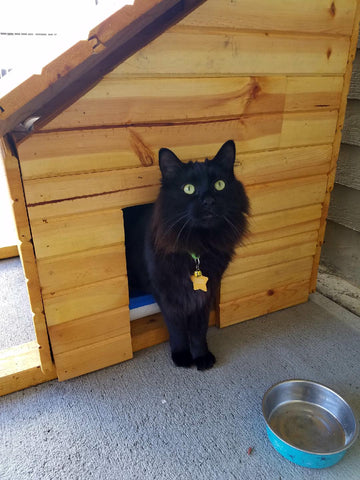 Feral Black Cat Hanging Out in Outside Enclosure