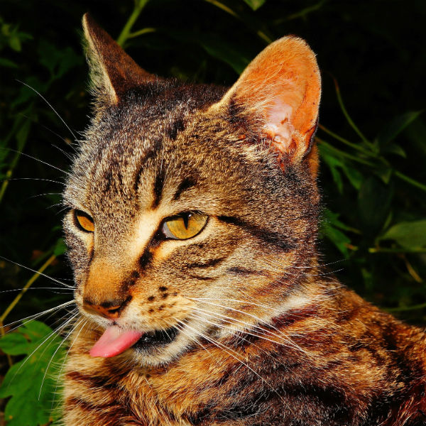 Why Do Cats Like Catnip