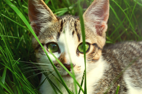 Kitten in Grass Wheatgrass