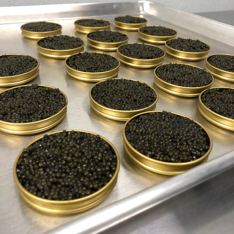 Osetra caviar