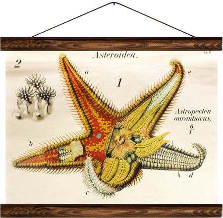 astropecten aurantiacus