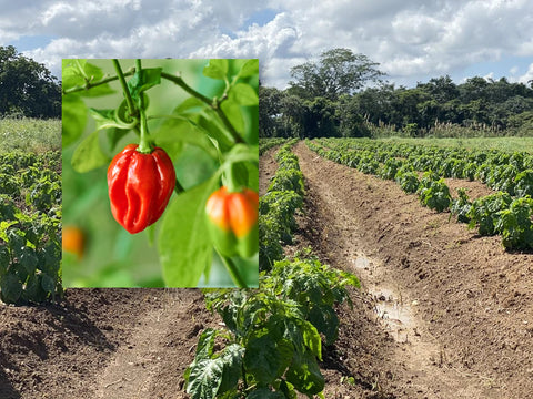Field of habanero at Marie Sharp's family farm in Belize, Central America