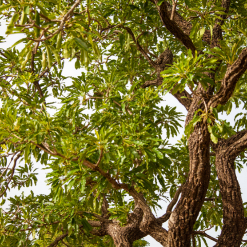 arbre de karité