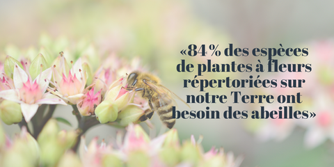 84% des plantes on besoin de nos abeilles