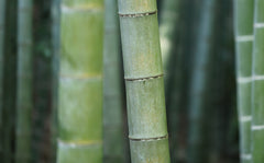 bambou matière première brute durable