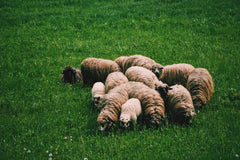 la laine au niveau écologique