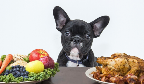 what can french bulldogs eat