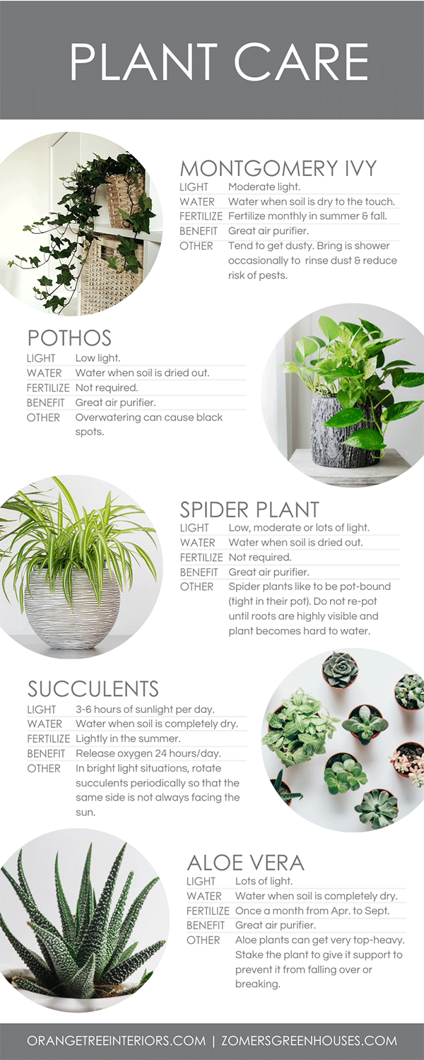 how to decorate with houseplants