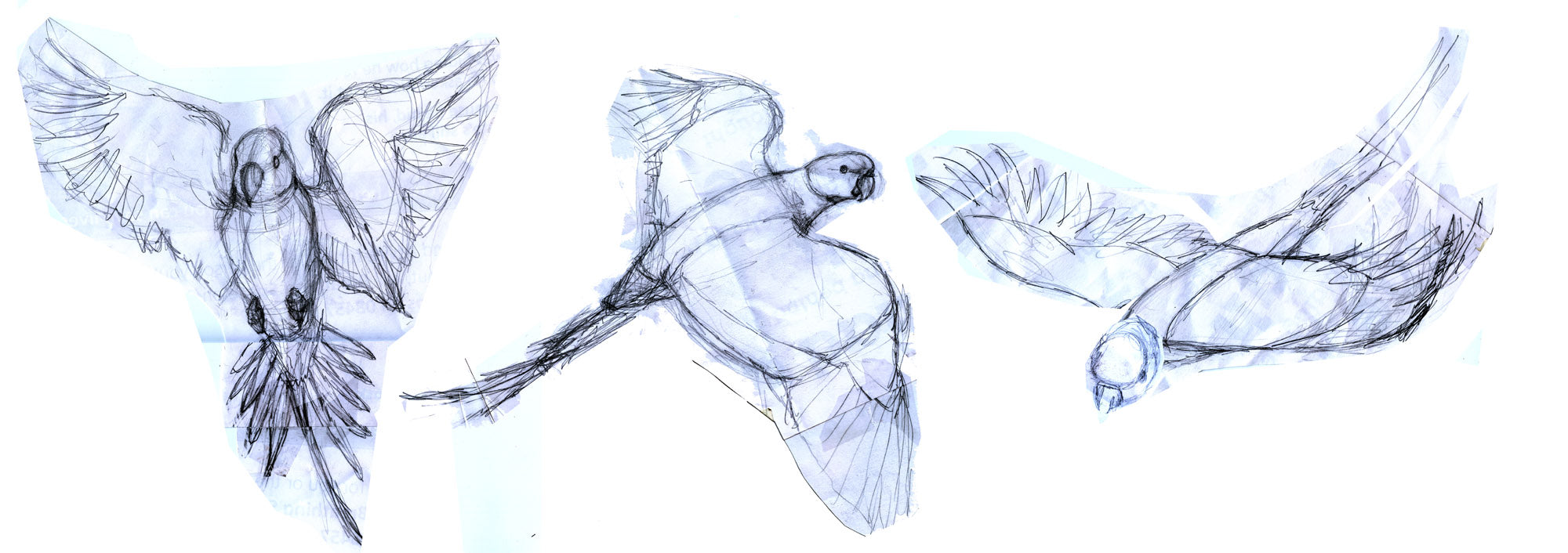 Sketches of flying parakeets