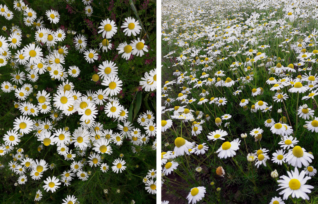 Daisies in field