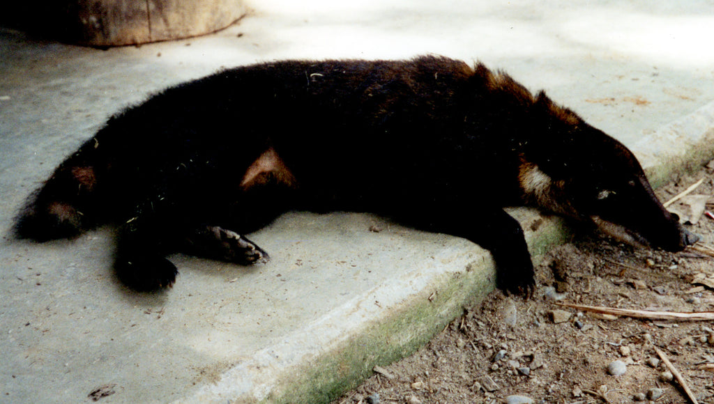 Koba the Coati