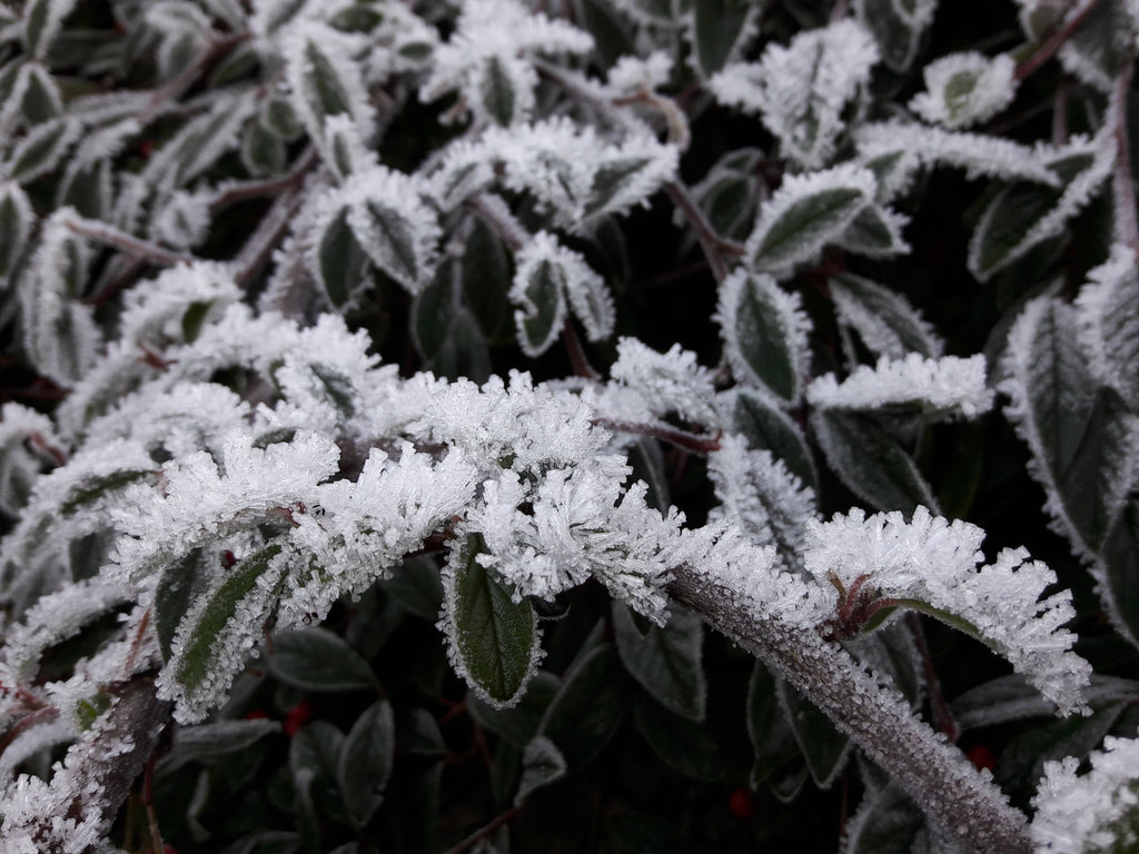 Shrub with frost