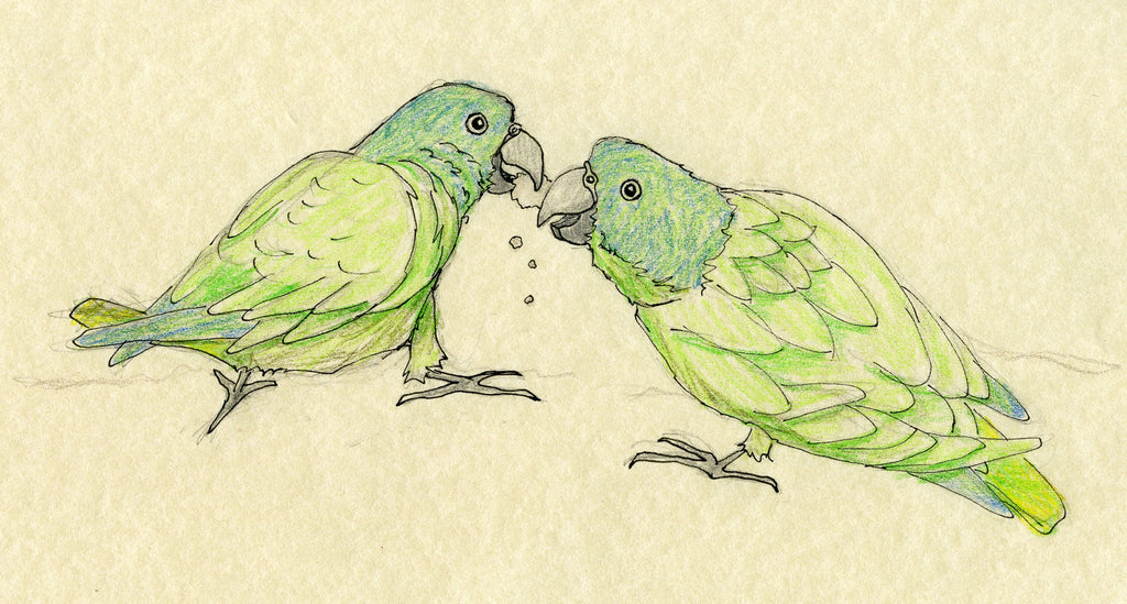 Parrot Drawing