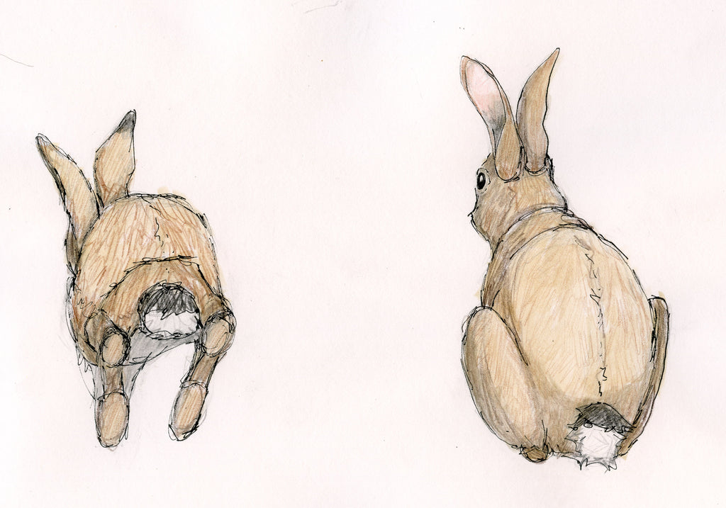 Rejected rabbits