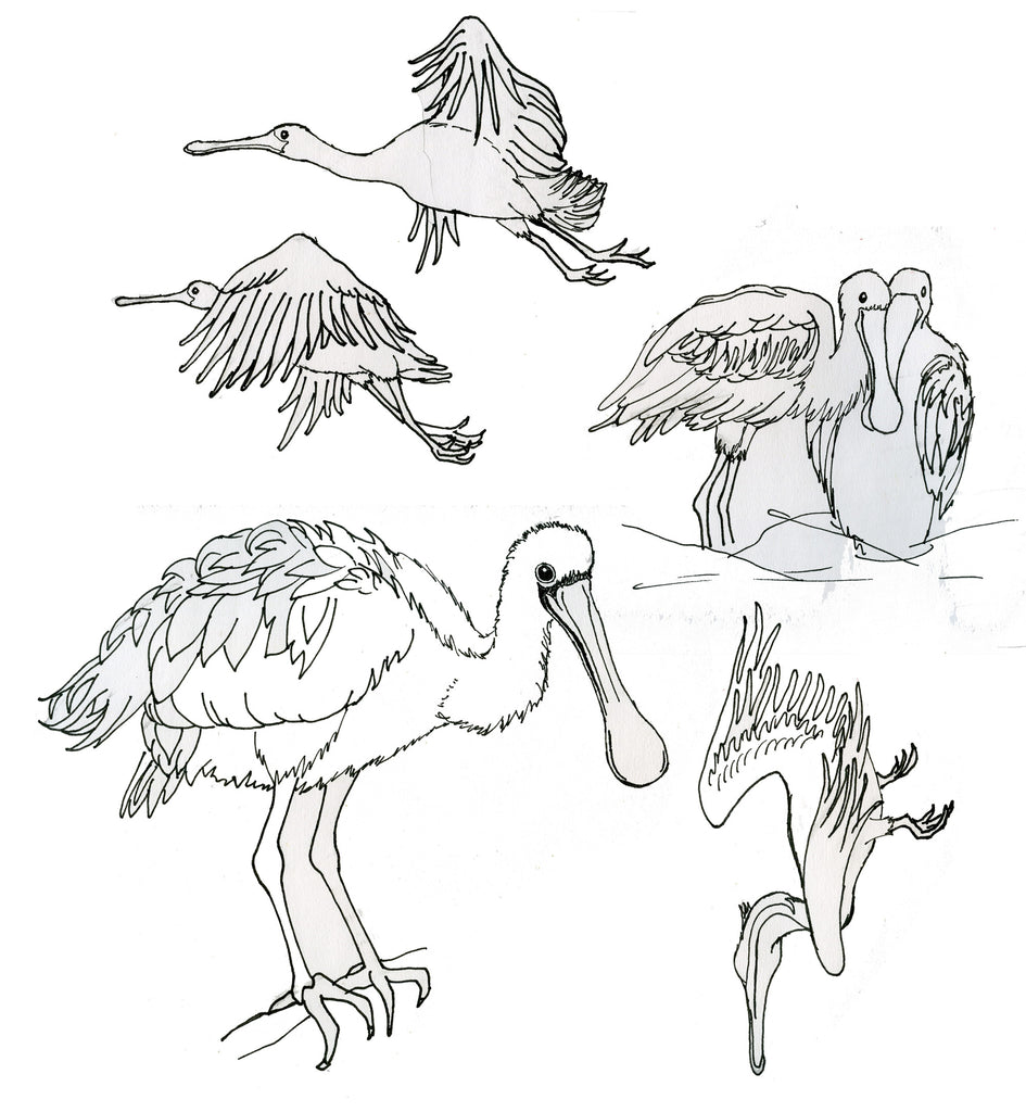 Sketches of Spoonbills