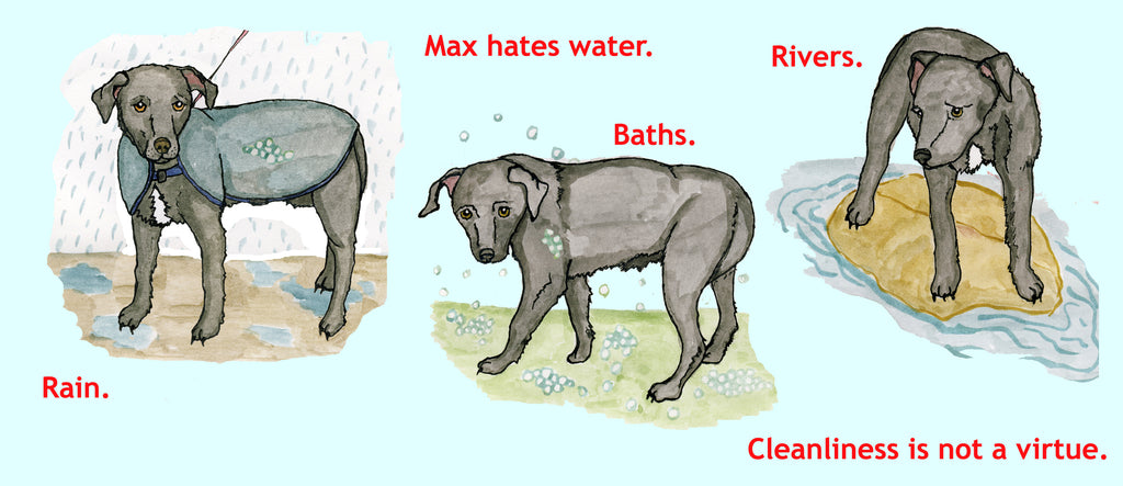 Max hates water