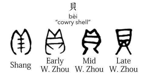 shang and western zhou bei cowrie shell