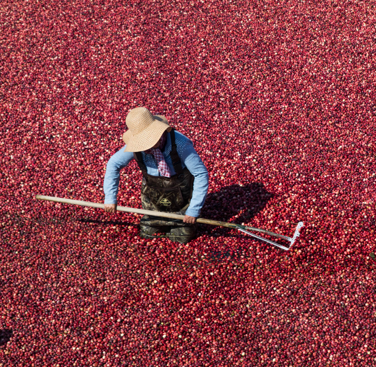 Cranberry Farming