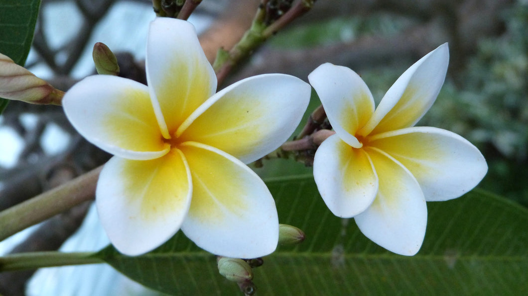 Frangipani Reed Diffuser home fragrance Life Form 