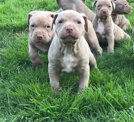 blue nose fawn pitbull