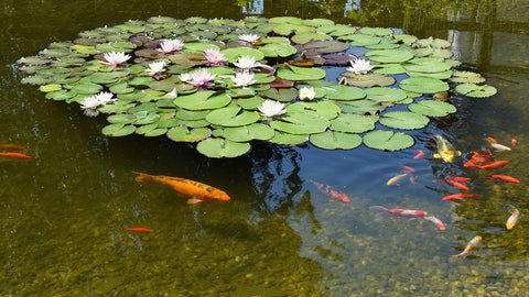 Fish pond