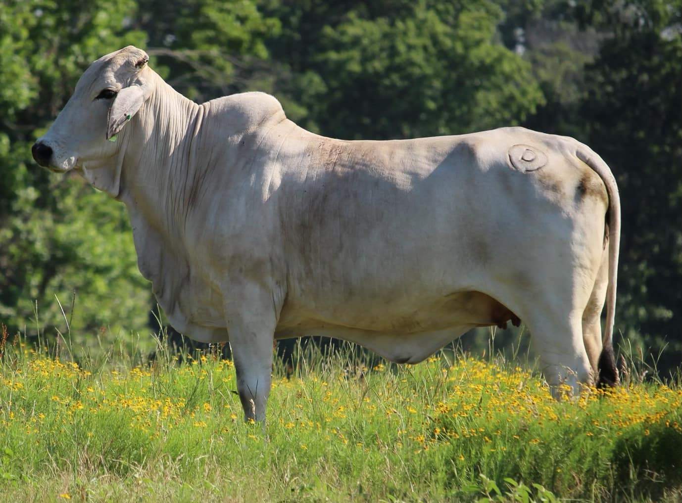 Brahman Influenced Cattle - Circle D Ranch