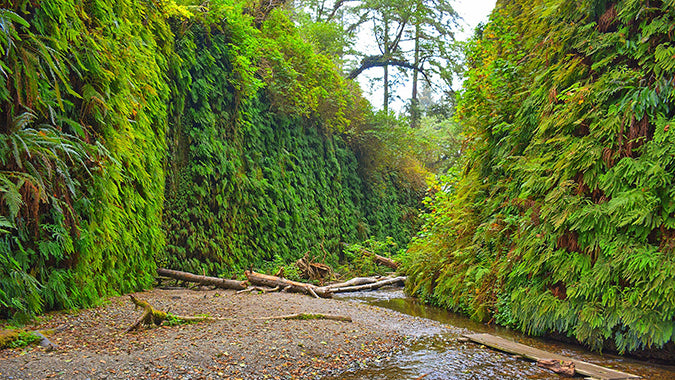 Fern Canyon Mendocino