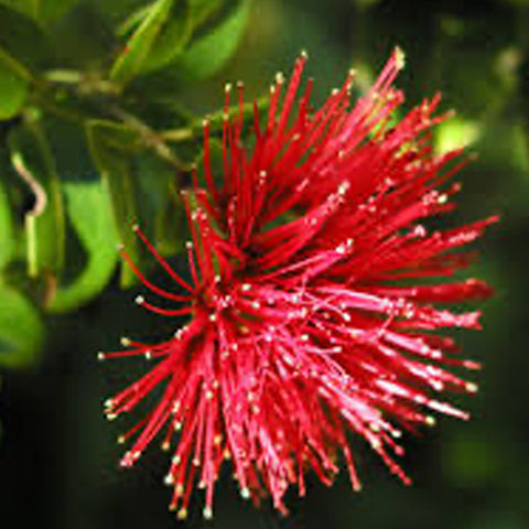 red lehua flower