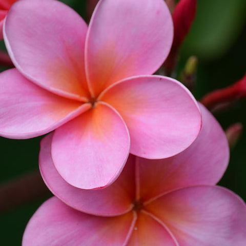 plumeria pink flower