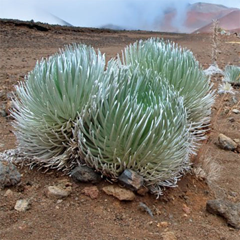 Maui Silversword