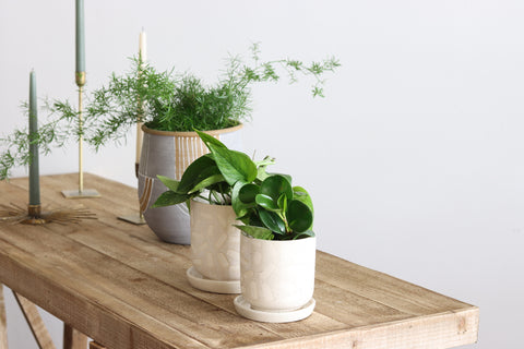 It's Time to Repot your Plants | Holistic Habitat