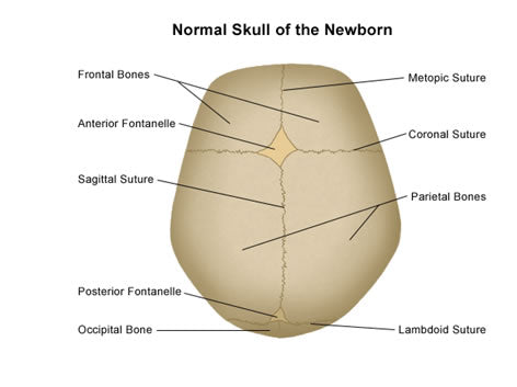 Appreciating the “First” Skull’s Development – 2ndSkull