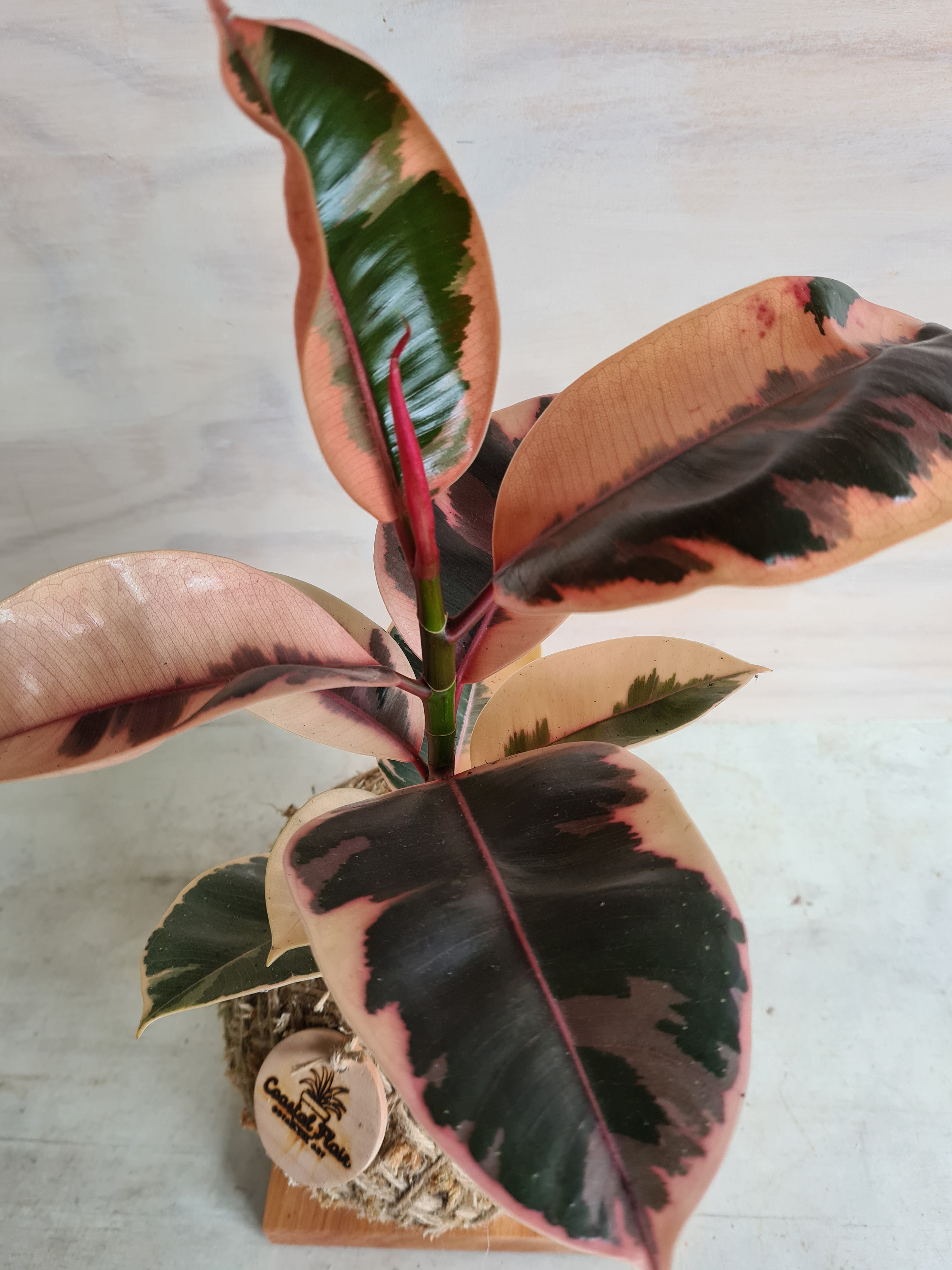 ficus pink tones