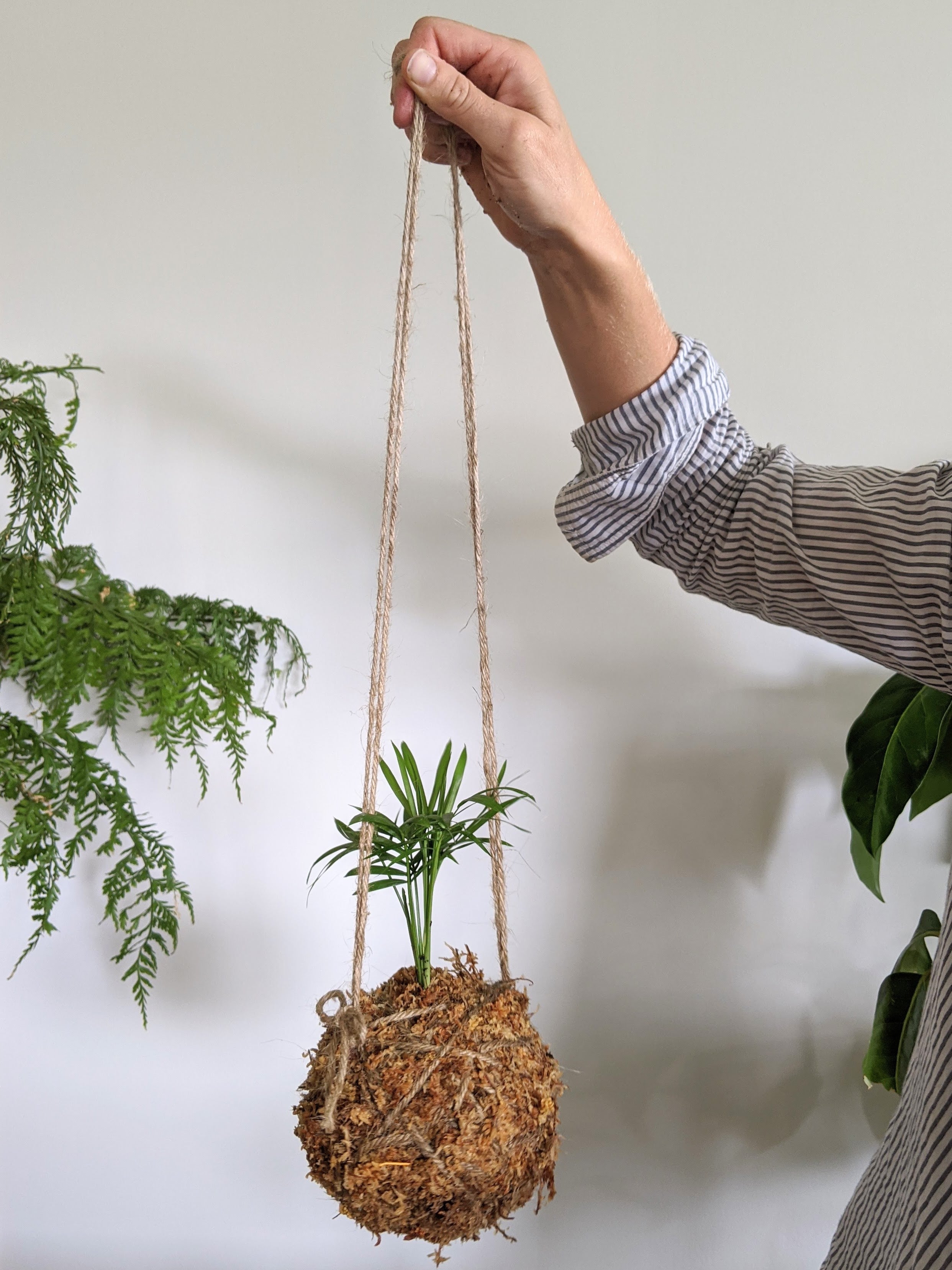 kokedama download free