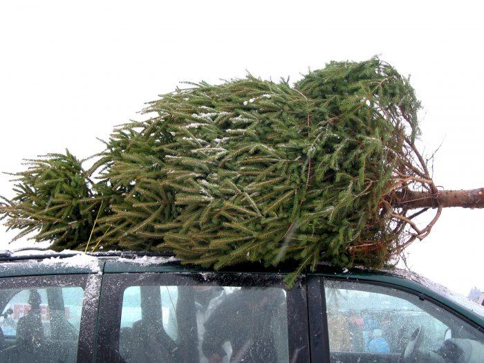 How to Tie Down a Christmas Tree Without Damaging It