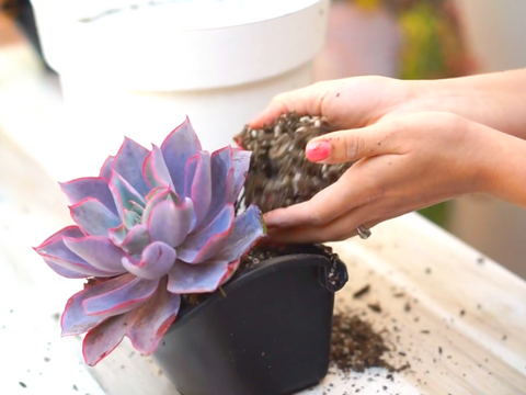 Self Watering planter