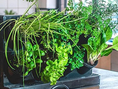 Desktop Garden