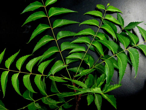 Neem Leaves