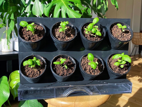 Countertop Garden