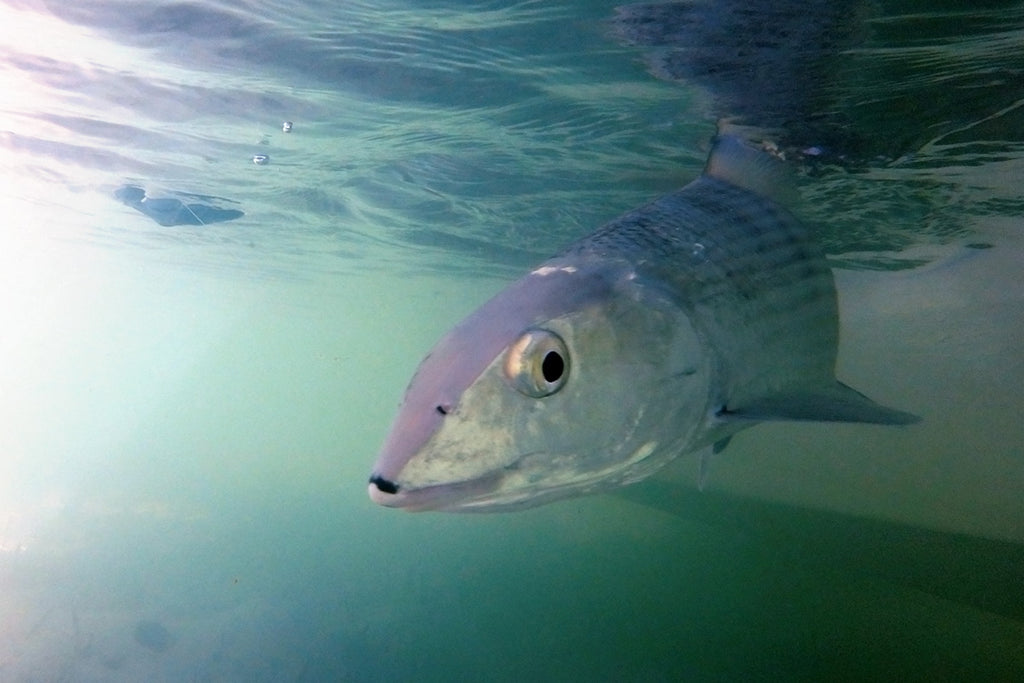 Bahama Bonefish