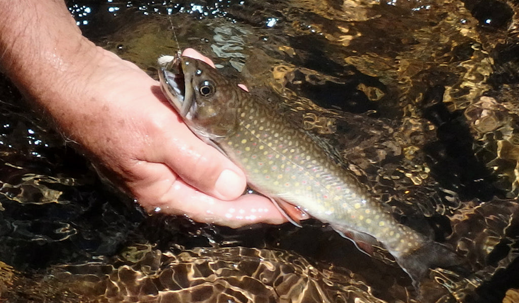 brook trout