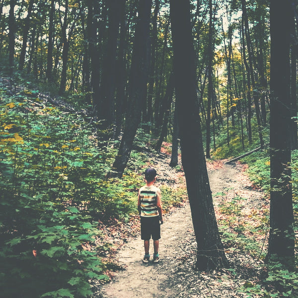 childhood summer woods