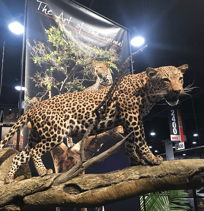 SCI Art of the Animal - Cheetah