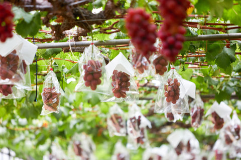 growing roman ruby grapes