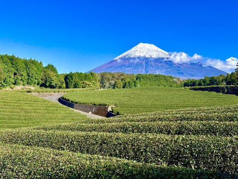 Tea Harvesting Seasons In Japan 